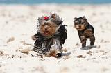 YORKSHIRE TERRIER 121